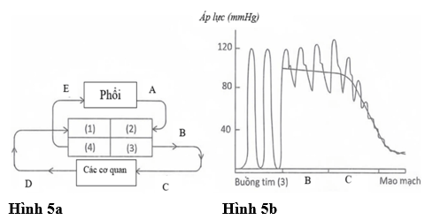 Đề thi thử Sinh Tốt nghiệp THPT 2025-2026 Liên trường THPT – Bắc Ninhtieude