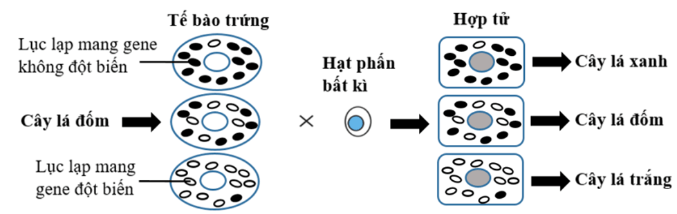 Đề thi thử Sinh Tốt nghiệp THPT 2025-2026 Sở GD&ĐT Ninh Bình