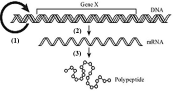 Đề thi thử Sinh Tốt nghiệp THPT 2025-2026 Sở GD&ĐT Ninh Bình
