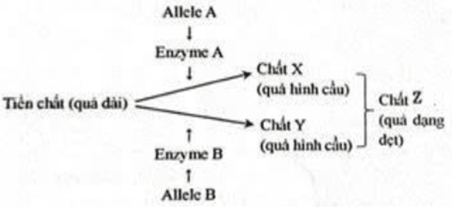 Đề thi thử Sinh Tốt nghiệp THPT 2025-2026 Sở GD&ĐT Ninh Bình