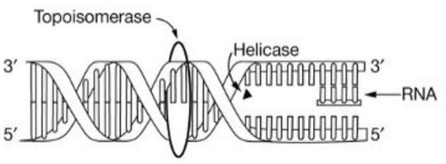 Đề thi thử Sinh Tốt nghiệp THPT 2025-2026 trường TH-THCS-THPT Lê Thánh Tông (TP.HCM)