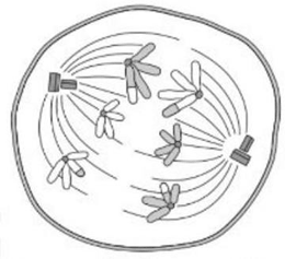 Đề thi thử Sinh Tốt nghiệp THPT 2025-2026 trường TH-THCS-THPT Lê Thánh Tông (TP.HCM)
