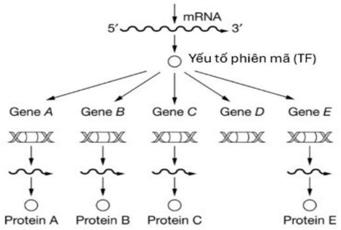 Đề thi thử Sinh Tốt nghiệp THPT 2025-2026 trường TH-THCS-THPT Lê Thánh Tông (TP.HCM)