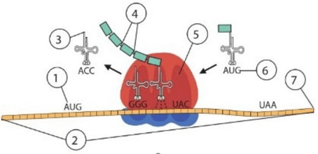 Đề thi thử Sinh Tốt nghiệp THPT 2025-2026 trường TH-THCS-THPT Lê Thánh Tông (TP.HCM)