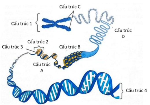 Đề thi thử Sinh Tốt nghiệp THPT 2025-2026 trường THCS - THPT Nguyễn Khuyến (TP. HCM)