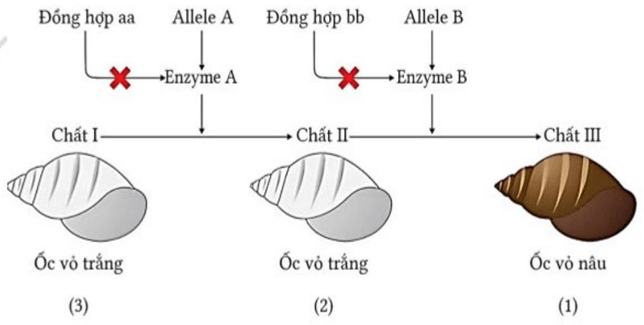 Đề thi thử Sinh Tốt nghiệp THPT 2025-2026 trường THCS - THPT Nguyễn Khuyến (TP. HCM)