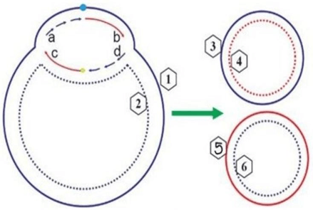 Đề thi thử Sinh Tốt nghiệp THPT 2025-2026 trường THPT Chuyên Hạ Long (Quảng Ninh)