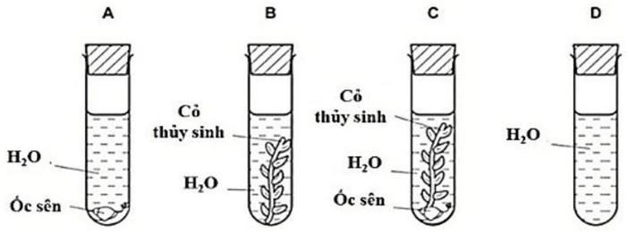 Đề thi thử Sinh Tốt nghiệp THPT 2025-2026 trường THPT Chuyên Hạ Long (Quảng Ninh)