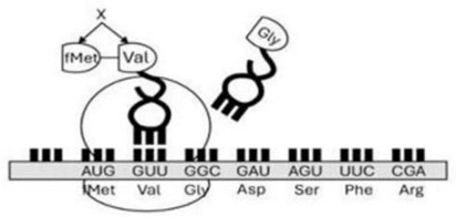 Đề thi thử Sinh Tốt nghiệp THPT 2025-2026 trường THPT Chuyên Hạ Long (Quảng Ninh)