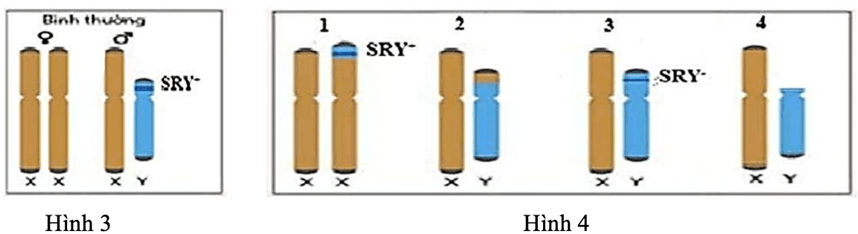Đề thi thử Sinh Tốt nghiệp THPT 2025-2026 trường THPT Hàn Thuyên (Bắc Ninh)