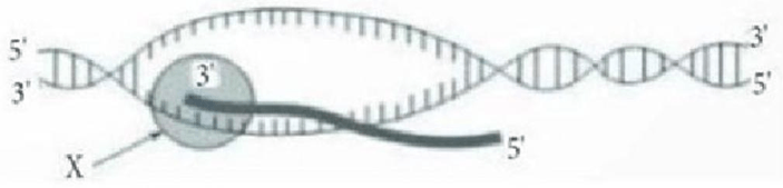 Đề thi thử Sinh Tốt nghiệp THPT 2025-2026 trường THPT Hàn Thuyên (Bắc Ninh)