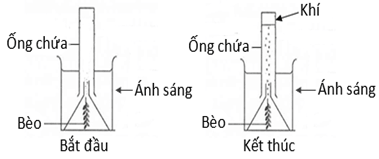 Đề thi thử Sinh Tốt nghiệp THPT 2025-2026 trường THPT Hậu Lộc 4 (Thanh Hóa)