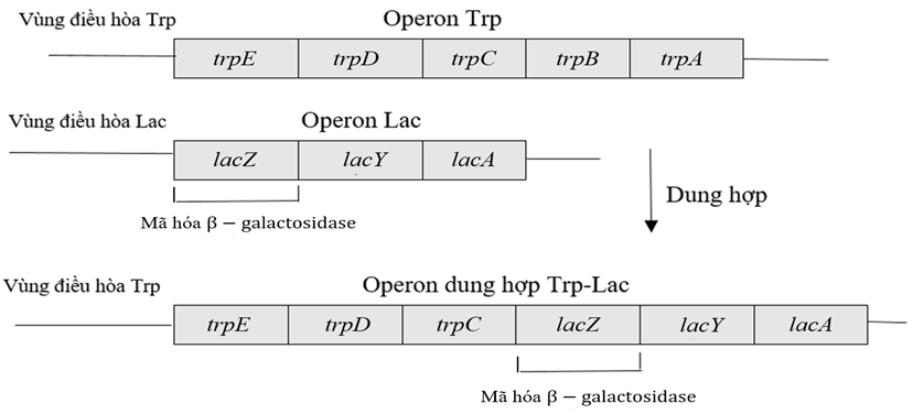 Đề thi thử Sinh Tốt nghiệp THPT 2025-2026 trường THPT Số 2 Nguyễn Bỉnh Khiêm (Gia Lai)