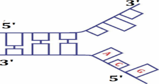 Đề thi thử Sinh Tốt nghiệp THPT 2025-2026 trường THPT Tĩnh Gia 4 (Thanh Hóa)