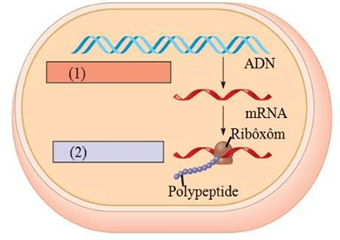 Đề thi thử Sinh Tốt nghiệp THPT 2025-2026 trường THPT Triệu Sơn 1 (Thanh Hóa)