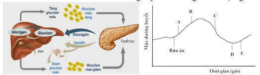 Đề thi thử Sinh Tốt nghiệp THPT 2025-2026 trường THPT Triệu Sơn 1 (Thanh Hóa)