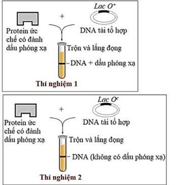 Đề thi thử Sinh Tốt nghiệp THPT 2025-2026 trường THPT Triệu Sơn 1 (Thanh Hóa)