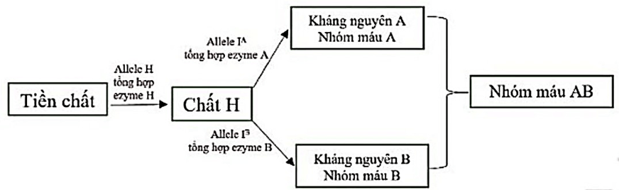 Đề thi thử Sinh Tốt nghiệp THPT 2025-2026 trường THPT Việt Yên Số 1 (Bắc Ninh)