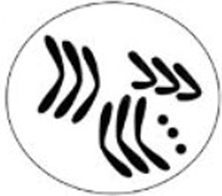 Đề thi thử Sinh Tốt nghiệp THPT 2025-2026 trường THPT Việt Yên Số 1 (Bắc Ninh)