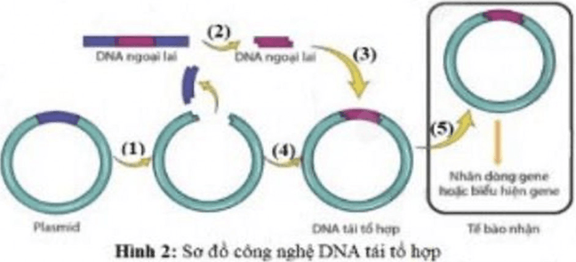 Đề thi thử Sinh Tốt nghiệp THPT 2025-2026 trường THPT Việt Yên Số 1 (Bắc Ninh)