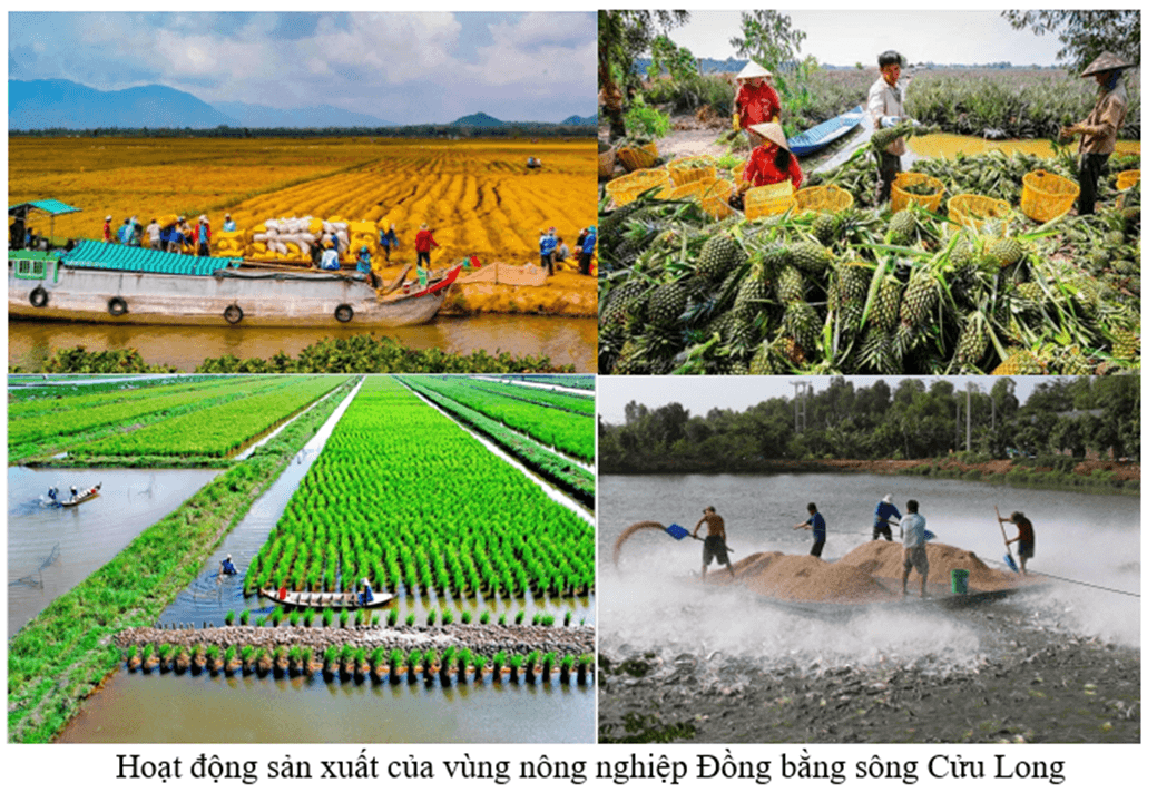 Sưu tầm một số hình ảnh về hoạt động sản xuất nông nghiệp nổi bật của một vùng nông nghiệp