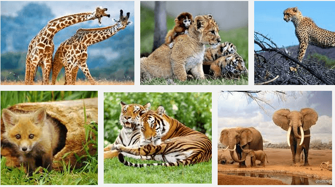 Bài 22: Sự đa dạng của thế giới sinh vật. Các đới thiên nhiên trên Trái Đất. Rừng nhiệt đới