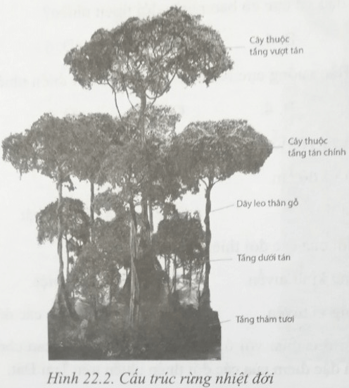 Bài 22: Sự đa dạng của thế giới sinh vật. Các đới thiên nhiên trên Trái Đất. Rừng nhiệt đới