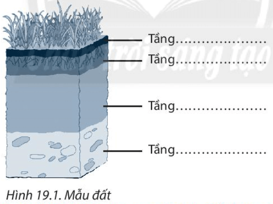 Bài 19. Lớp đất và các nhân tố chính hình thành đất. Một số nhóm đất điển hình