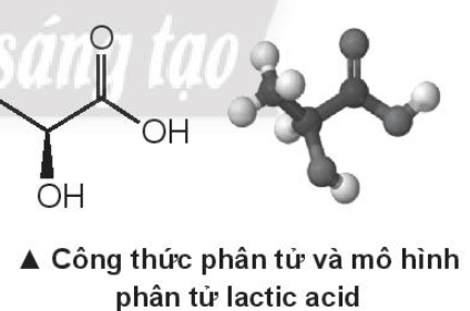 Lactic acid hay acid sữa là hợp chất hóa học đóng vai trò quan trọng (ảnh 2)