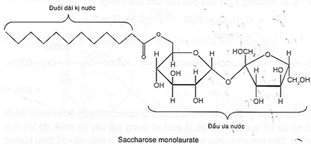 Saccharose monolaurate là ester thu được khi cho saccharose tác dụng với lauric acid