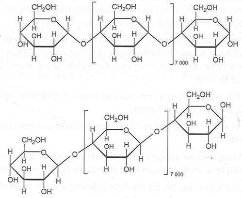 Trong giờ học, Thành và Nhân lần lượt biểu diễn cấu trúc phân tử cellulose như sau