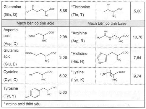 Dạng ion chủ yếu nào của amino acid có trong môi trường acid mạnh (pH thấp)