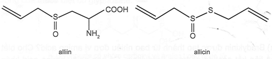 Alliin là một amino acid có trong tỏi tươi, khi đập dập hay nghiền enzyme alliinase