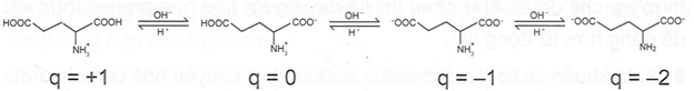 Mô tả sự điện di và cho biết các dạng ion chủ yếu của glutamic acid