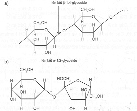 Cho biết tên của loại liên kết giữa 2 đơn vị monosaccharide đã nêu trong các chuỗi