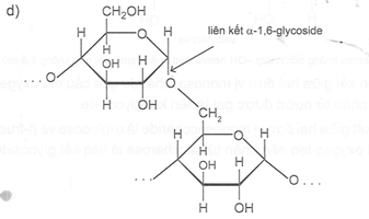 Cho biết tên của loại liên kết giữa 2 đơn vị monosaccharide đã nêu trong các chuỗi