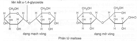 Quan sát cấu trúc phân tử maltose dạng mạch vòng và dạng mở vòng sau