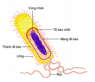 Bài 25: Vi khuẩn