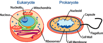 Tế bào nhân thực là gì Cấu trúc và chức năng của tế bào nhân thực