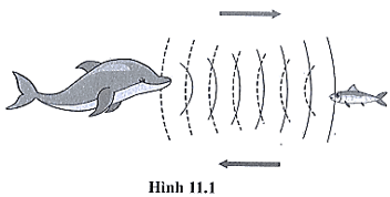 Để xác định vị trí của những con mồi, cá heo sử dụng siêu âm (ảnh 1)