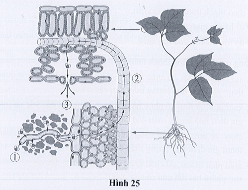 Quan sát hình 25, trả lời các câu hỏi 25.11 và 25.12. Nước được thoát ra ngoài qua