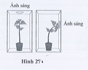 Quan sát hình 27 và nhận xét về hiện tượng thân của hai cây đậu