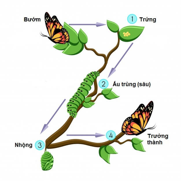 Các giai đoạn phát triển tuần tự sâu bướm là