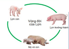 Vẽ chu trình sinh trưởng và phát triển của vịt, lợn và ếch