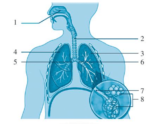 Xác định tên gọi của các cơ quan có trong hệ hô hấp ở người trong hình bên dưới