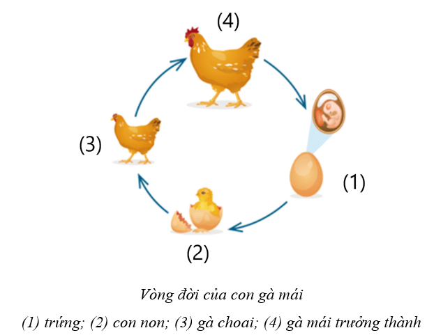 Quan sát từ thực tiễn hoặc tìm hiểu trên mạng internet, hãy vẽ vòng đời của một con gà mái