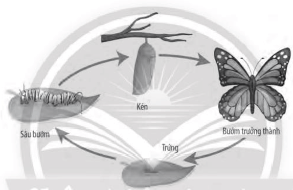 Vòng đời phát triển của bướm trải qua mấy giai đoạn
