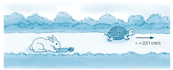 Một chú rùa chuyển động với tốc độ không đổi 2,51 cm/s