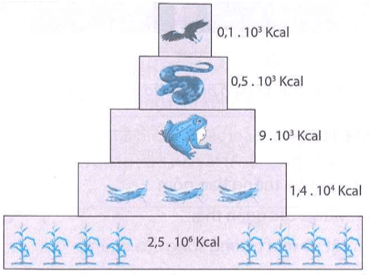 Có 3 loại tháp sinh thái tháp số lượng tháp sinh khối và tháp năng lượng dưới đây là mô hình 