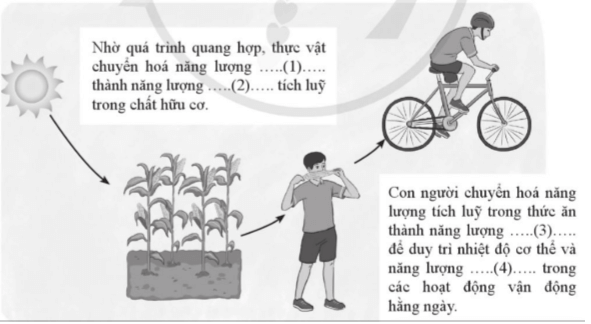 Điền các từ còn thiếu vào chỗ trống để mô tả các quá trình chuyển hoá năng lượng